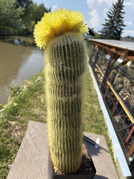 Parodia leninghausii